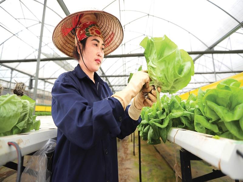 Sản xuất rau công nghệ cao tại TP Đà Lạt, tỉnh Lâm Đồng