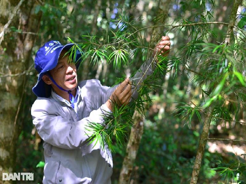 Gốc thông hai lá dẹt mới mọc tại khu vực Cổng trời, Vườn quốc gia Bidoup - Núi Bà (Ảnh: Minh Hậu).