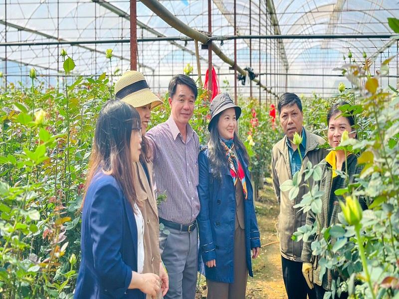 Bí thư Huyện ủy Lạc Dương Trần Thị Chúc Quỳnh thăm, động viên hộ nông dân trồng hoa hồng