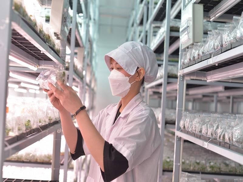 Lâm Đồng hiện xuất khẩu 35 triệu cây giống invitro sang các quốc gia trên thế giới