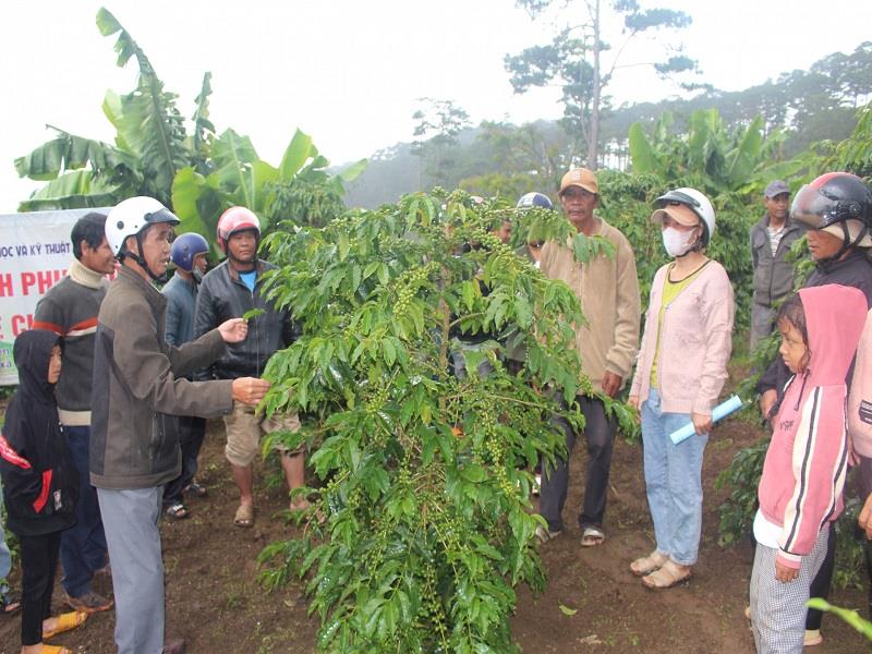 ThS. Hồ Tấn Mỹ - chuyên gia nông nghiệp hướng dẫn cách tạo tán, phòng trừ sâu bệnh trên cây cà phê chè Moka cho đồng bào