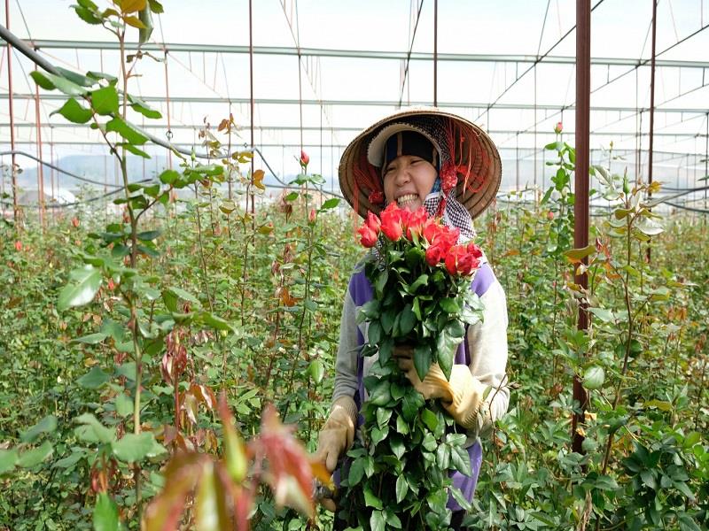 Đà Lạt đã trở thành trung tâm nông nghiệp ứng dụng công nghệ cao hàng đầu Việt Nam, nổi bật với các sản phẩm rau, hoa, quả đặc sản chất lượng cao. Ảnh: Chính Thành