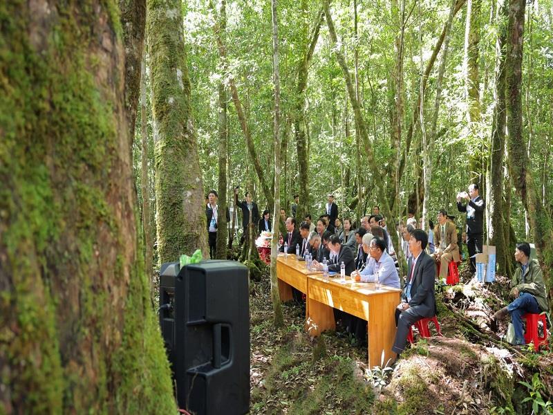 Buổi lễ đón nhận bằng công nhận Cây Di sản Việt Nam được tổ chức ngay dưới những tán cây Thông hai lá dẹt cổ thụ ở rừng của Vườn Quốc gia Bidoup - Núi Bà