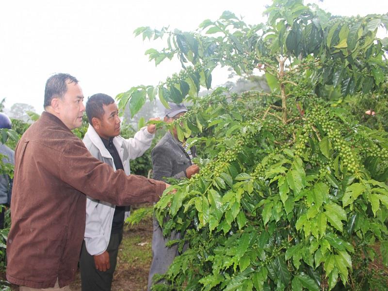 Trồng và chăm sóc cà phê đúng quy trình sẽ cho năng suất chất lượng, nâng cao thu nhập