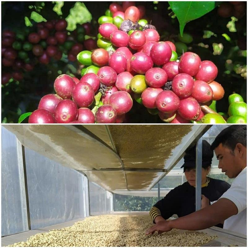 Sau khi thu hoạch, anh Ha Hoang hướng dẫn người dân trong thôn cách phơi sấy cà phê để đảm bảo chất lượng.