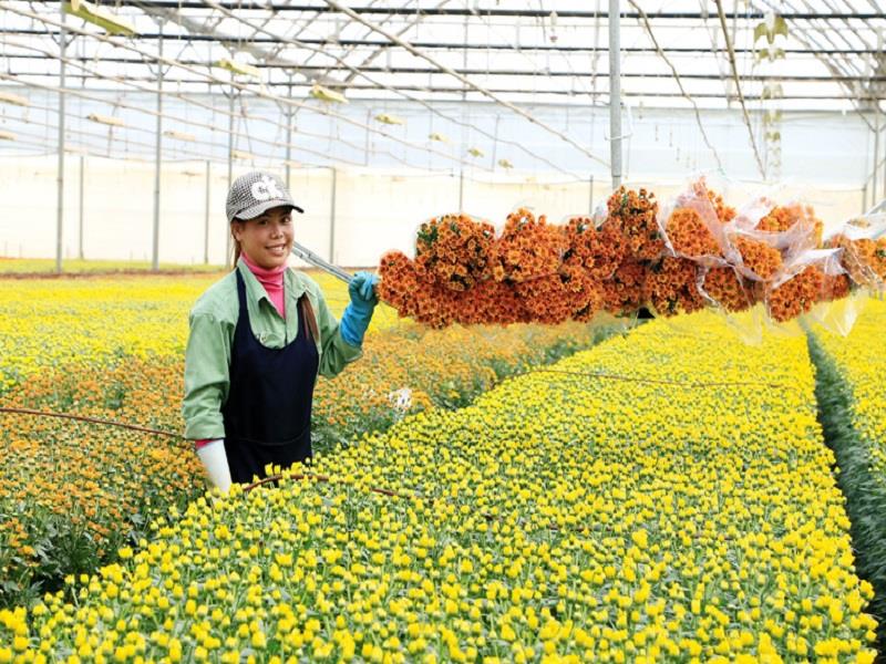 Lâm Đồng là địa phương tiên phong và dẫn đầu cả nước về sản xuất nông nghiệp ứng dụng công nghệ cao