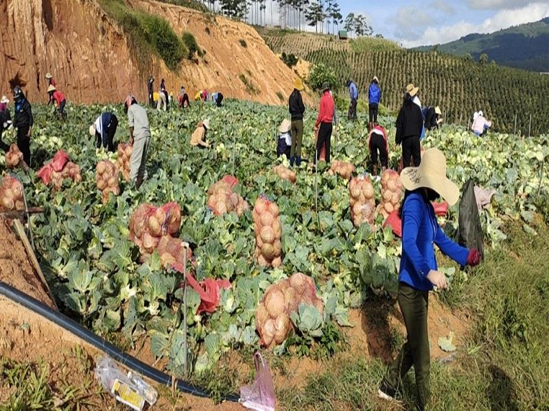 Đoàn viên thanh niên xã Đạ Nhim thu hoạch rau củ hỗ trợ nhân dân thành phố Hồ Chí Minh