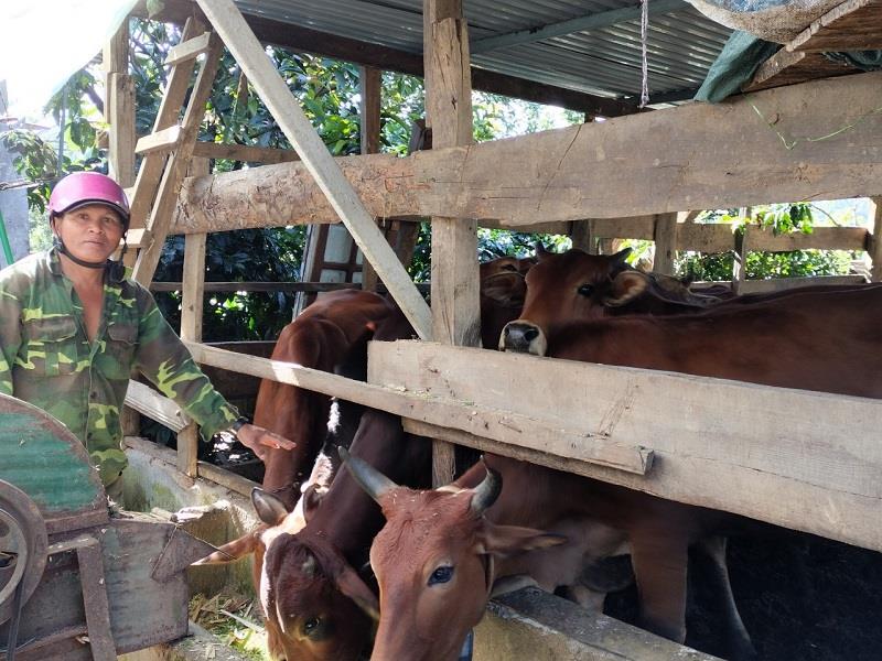 Ông Liêng Hót Ha Plu chăm sóc đàn bò theo quy trình bán thâm canh