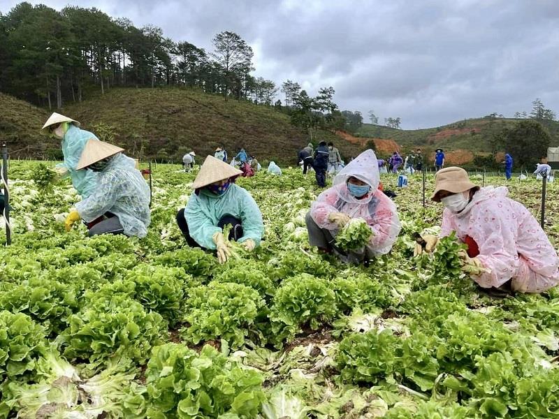 Đoàn viên thanh niên, hội viên các đoàn thể huyện cùng người dân đội mưa thu hoạch rau để hỗ trợ cho vùng dịch