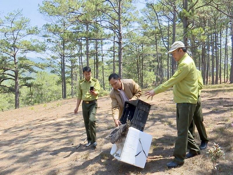 Cá thể Diều núi đã được cơ quan chức năng thả về tự nhiên