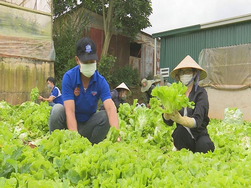 Đội phản ứng nhanh thu gom nông sản tại các nhà vườn trên địa bàn huyện Lạc Dương