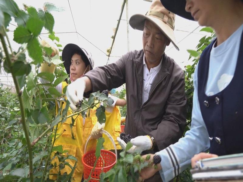 Ông Nguyễn Văn Hà - Giám đốc Công ty TNHH LangBiang.F Dâu rừng tiến hành thu hoạch để chế biến các sản phẩm từ trái phúc bồn tử đỏ và đen