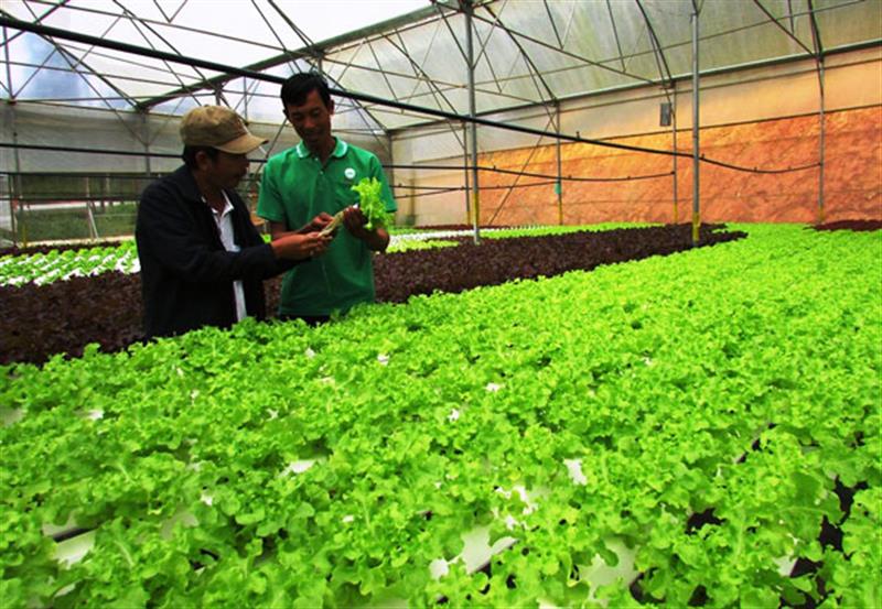 Sản xuất rau thủy canh chất lượng cao ở xã Đạ Sar, huyện Lạc Dương. Ảnh: V.V