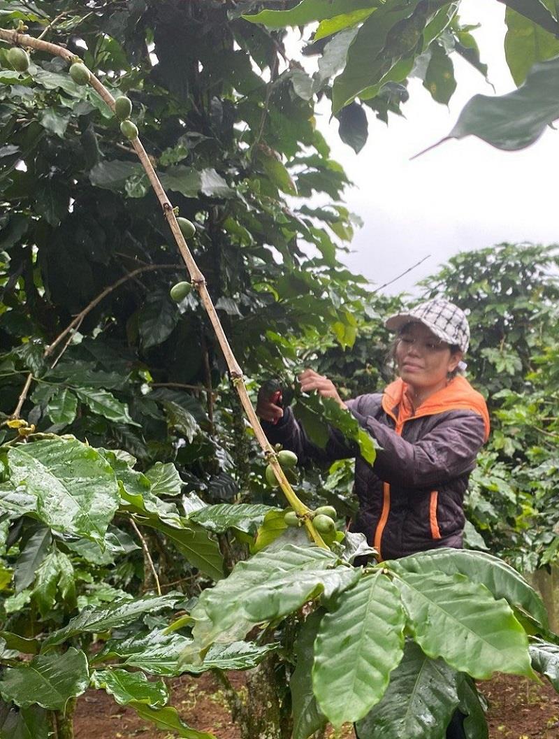 Chị Klong Ra Ên đang chăm sóc vườn cà phê