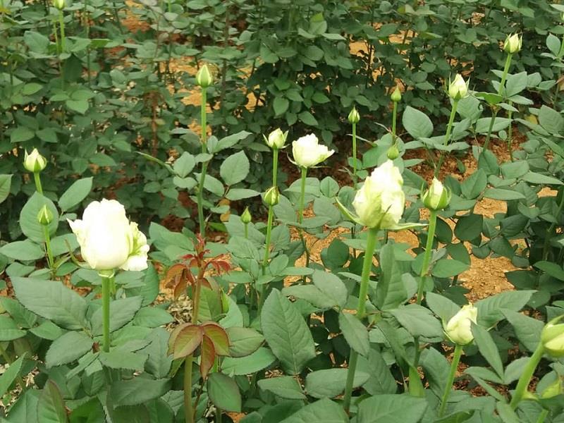 Nhiều hộ trồng hoa hồng tại thị trấn Lạc Dương đã có thu nhập cao nhờ ứng dụng khoa học kỹ thuật vào sản xuất