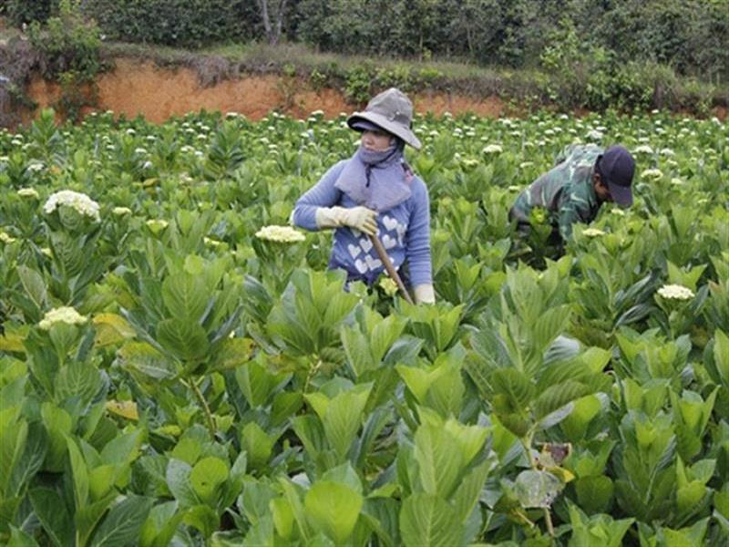 Một mô hình trồng hoa cẩm tú cầu của hội viên Hội Nông dân xã Đạ Sar