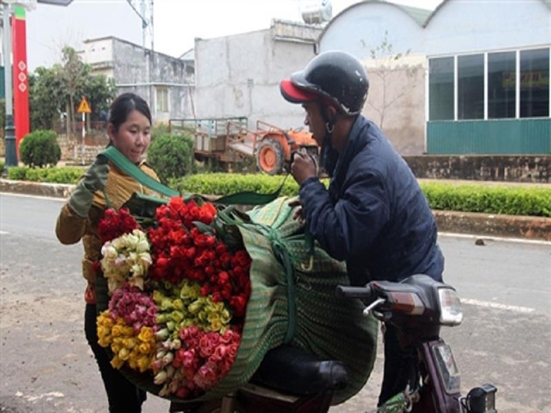 Một gia đình trồng hoa hồng tại địa bàn Thị trấn bận rộn chuẩn bị hoa cho ngày 8/3. Ảnh: IT