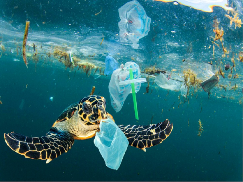Rác thải nhựa bị đẩy xuống đại dương. (Ảnh: onegreenplanet.org)