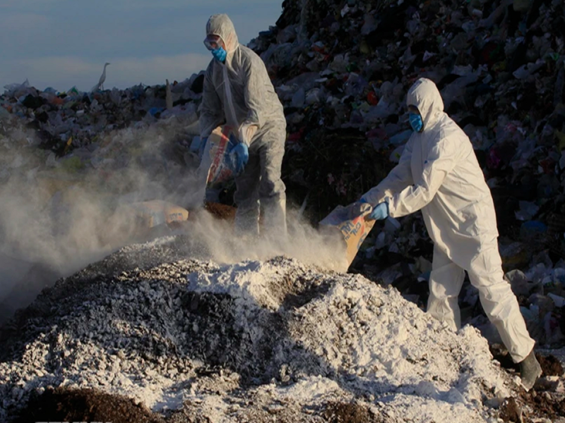 Nhân viên kiểm dịch tiêu hủy gà nhiễm cúm gia cầm tại Dolores Hidalgo, bang Guanajuato, Mexico. (Ảnh: AFP/TTXVN)