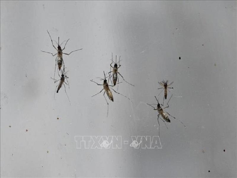 Muỗi - loài côn trùng trung gian lây truyền bệnh sốt xuất (Ảnh:AFP/TTXVN)