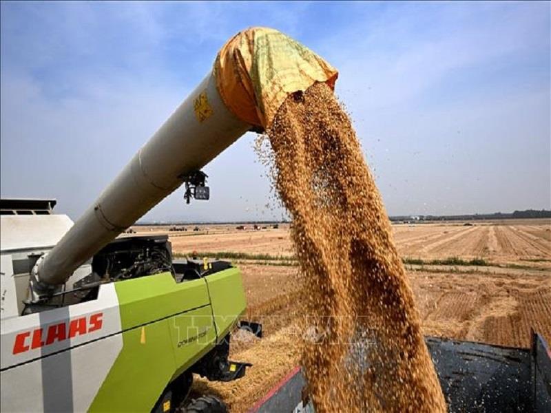 Thu hoạch lúa mì trên cánh đồng ở Thanh Đảo, tỉnh Sơn Đông, Trung Quốc. (Ảnh:  THX/TTXVN)