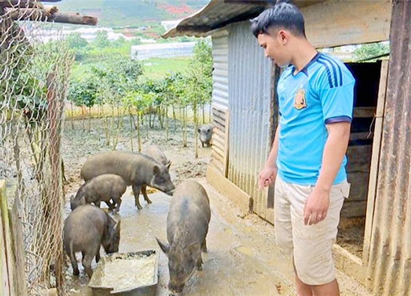 Liêng Hót Ha Sét chăm sóc đàn heo của gia đình