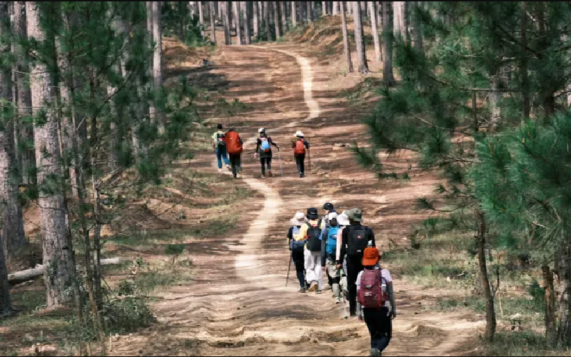 Với độ khó khác nhau, tour chinh phục đỉnh Bidoup dành cho mọi đối tượng với hành trình từ 1 – 2 ngày.