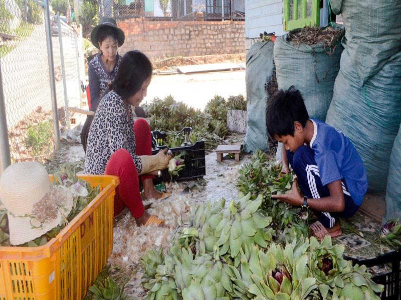 Nhiều hộ đồng bào DTTS huyện Lạc Dương mạnh dạn chuyển đổi cơ cấu cây trồng, phát triển kinh tế