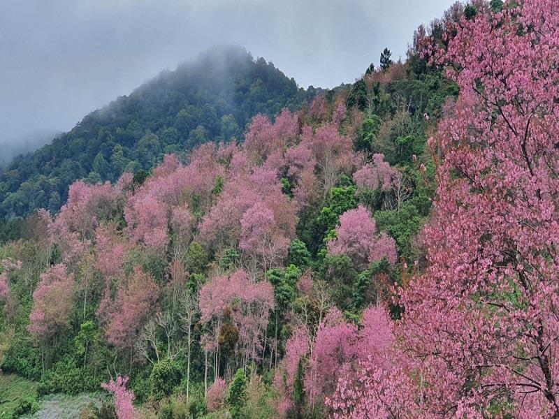 Một vạt rừng mai anh đào Langbiang bung nở rực rỡ. Ảnh chụp mùa hoa nở năm 2022.