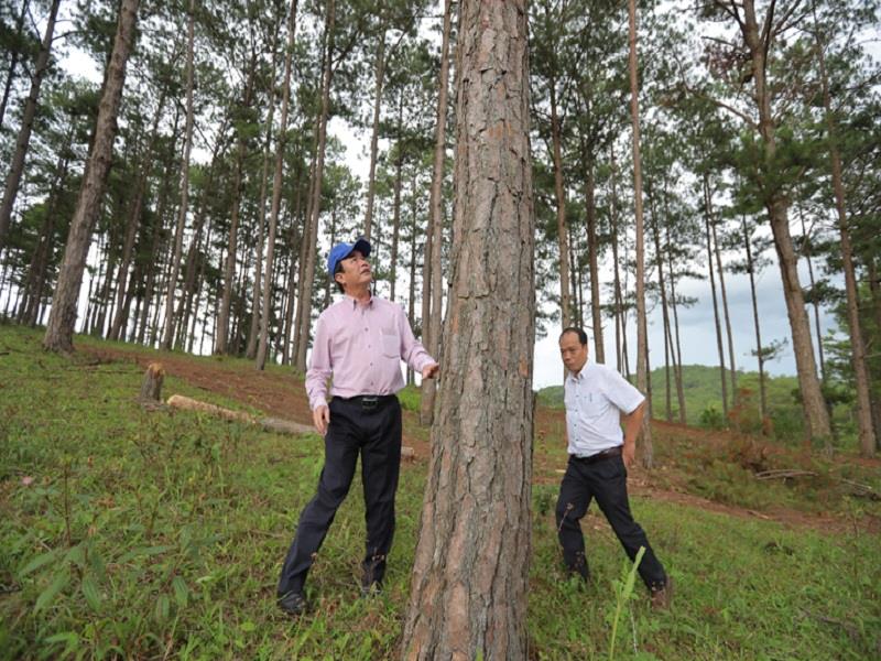 Phó Chủ tịch UBND tỉnh Lâm Đồng Phạm S kiểm tra 1 trong hàng chục cây thông bị ken gốc, đổ thuốc chết khô tại Tiểu khu 156, xã Đạ Nhim