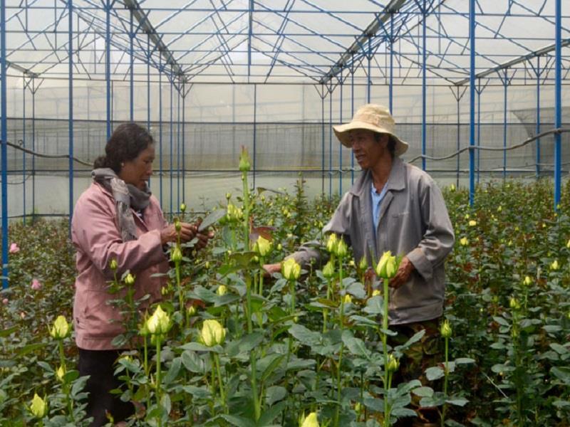Nhiều hộ đồng bào dân tộc thiểu số mạnh dạn chuyển đổi cơ cấu cây trồng sang trồng hoa hồng mang lại hiệu quả kinh tế cao