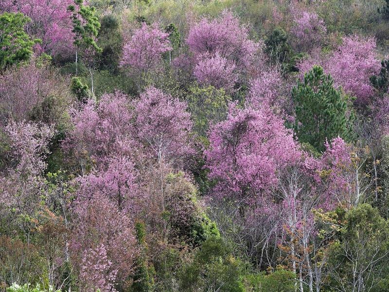 Khi mai anh đào bung nở, cảnh sắc rừng hoa hòa quyện với màu sắc của những cây lá vàng, lá đỏ và cây cổ thụ đặc trưng khác trên sườn núi cao nguyên Langbiang, tạo nên một cảnh sắc vô cùng tuyệt vời