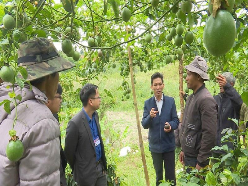 Chanh dây là loại cây trồng mới nhưng đã giúp nâng cao thu nhập cho nông dân DTTS xã Đạ Chais, huyện Lạc Dương