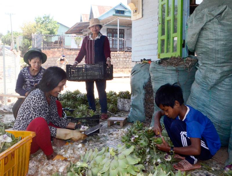 Atiso là loại cây trồng mới nhưng được xem là cây chủ lực của xã Đạ Sar bởi mang lại hiệu quả kinh tế cao