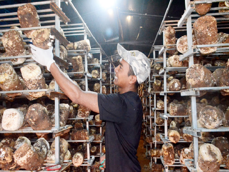 Nấm hương đang trở thành sản phẩm nông nghiệp mang lại hiệu quả cao của huyện Lạc Dương.