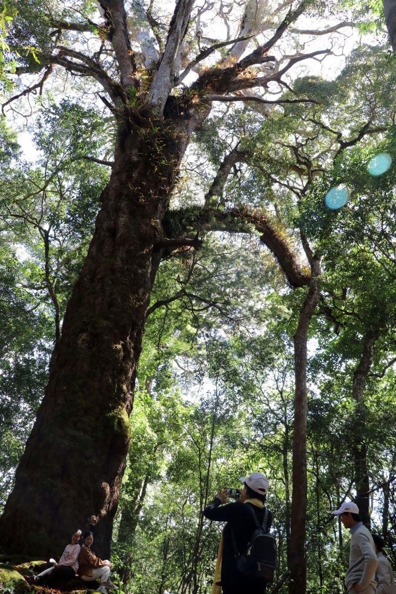 Cây thông 1.200 tuổi ở Lâm Đồng được xem là cây thông cổ thụ nhất Việt Nam. Ảnh: TTXVN