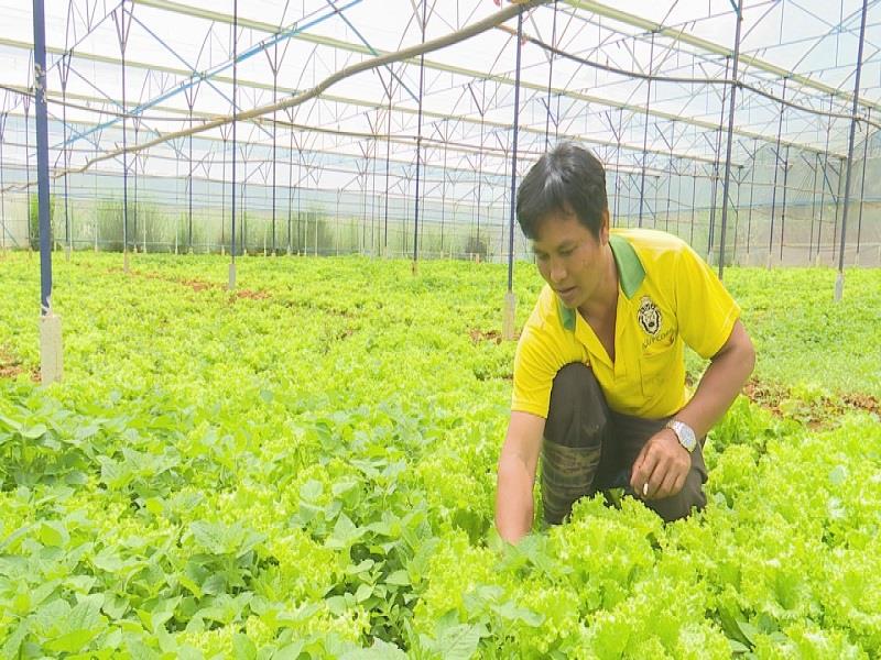 Cựu chiến binh K Long Ha Đing chăm sóc 3 sào rau sạch trồng trong nhà kính của gia đình
