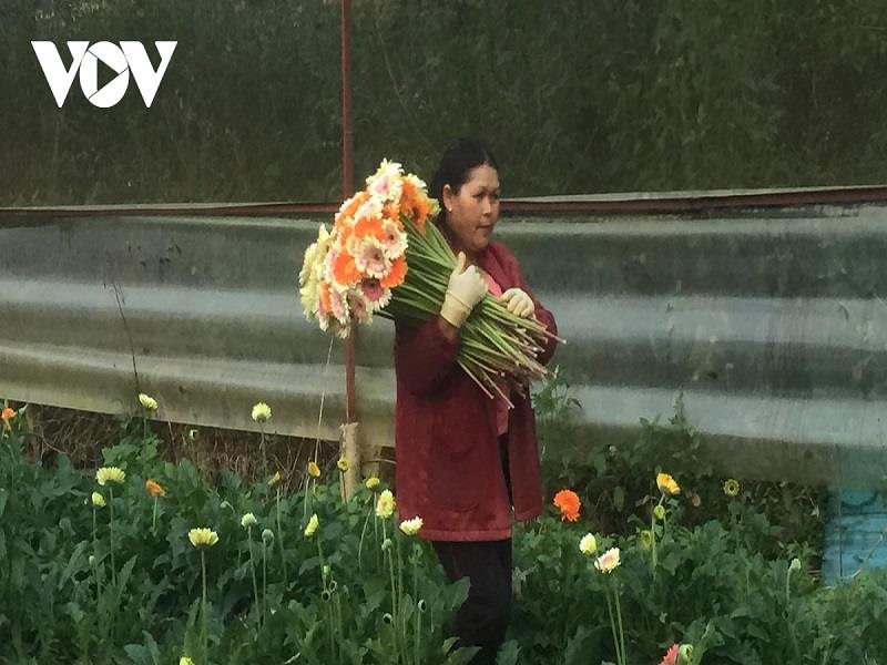 Các loại hoa ở Lâm Đồng tăng giá trở lại.