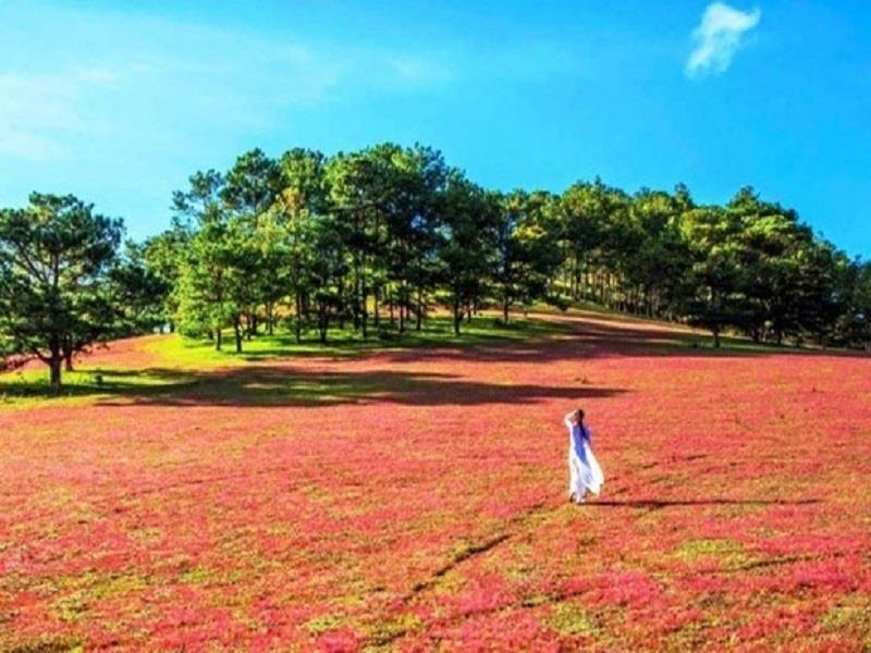 Mùa hội cỏ hồng trên cao nguyên Lang Biang. Ảnh: truyenhinhdulich.vn