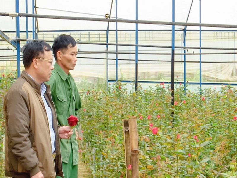 Nhiều cựu chiến binh huyện Lạc Dương phát triển mô hình trồng hoa trong nhà kính mang lại thu nhập cao
