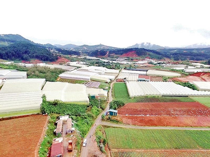 Sản xuất nông nghiệp công nghệ cao tại huyện Lạc Dương, Lâm Ðồng