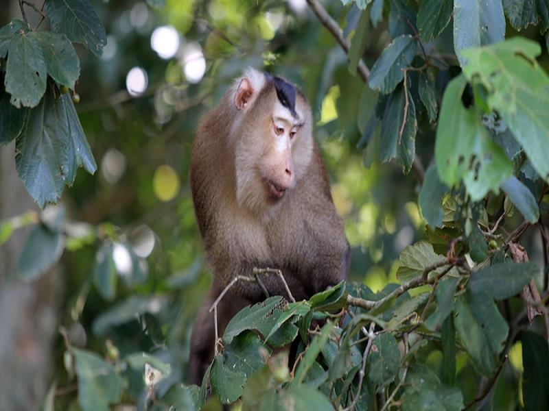 Lâm Đồng tăng cường công tác quản lý, bảo vệ động vật hoang dã