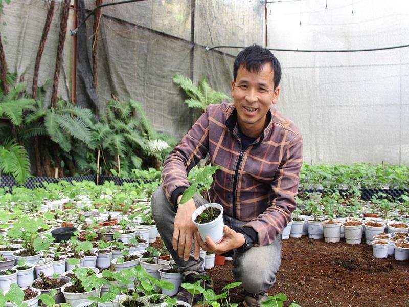 Để đảm bảo chất lượng cây trồng tốt nhất, vườn wasabi của anh Nguyễn Văn Tuyển được trồng trong nhà kính mát và áp dụng công nghệ cao
