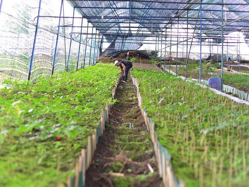 Những luống đất trồng sâm Ngọc Linh đang phát triển ổn định của anh Trần Cao Nguyên