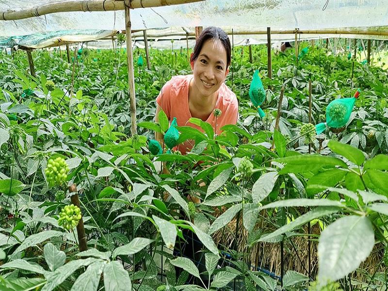 Kế hoạch đến năm 2030, huyện Lạc Dương phát triển khoảng 10 ha sâm Việt Nam