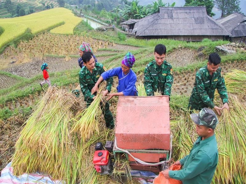 Cán bộ, chiến sĩ Đồn Biên phòng Thàng Tín, huyện Hoàng Su Phì, tỉnh Hà Giang giúp đồng bào thu hoạch lúa_Ảnh: TTXVN