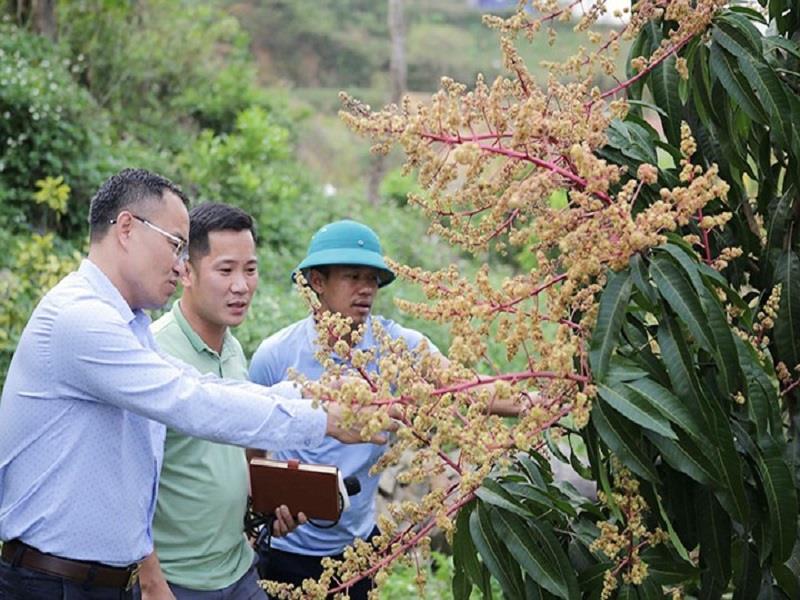 Cán bộ xã Nậm Manh, huyện Nậm Nhùn (Lai Châu) hướng dẫn người dân cách chăm sóc vườn cây ăn quả. (Ảnh TTXVN)