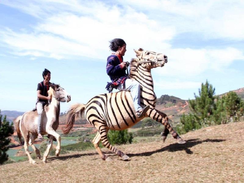 Đua ngựa không yên từng được tổ chức quy mô nhỏ dưới chân núi Lang Biang