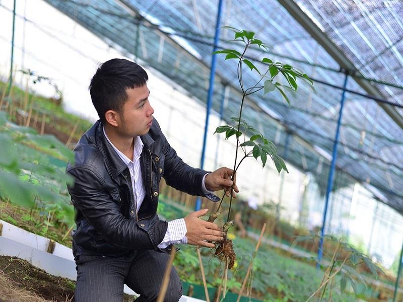 Cây sâm Ngọc Linh được anh Nguyên trồng và phát triển ổn định ở thôn K'Long K'Lanh với độ cao khoảng 1.600m2 so với mực nước biển
