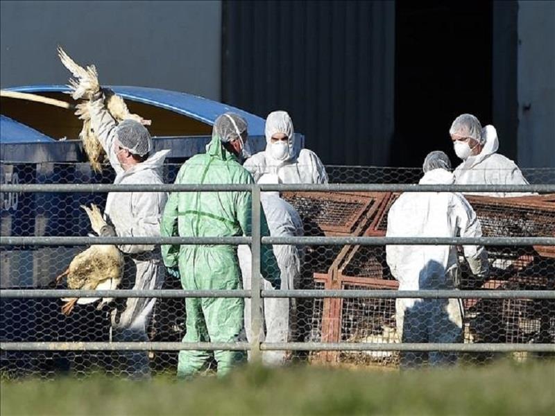 Nhân viên kiểm dịch tiêu hủy gia cầm do dịch cúm tại một trang trại thuộc Tây Nam nước Pháp ngày 27/1/2022. (Ảnh: AFP)